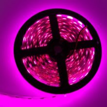 rastovy led pas 12v 2835 60 smdm 12wm